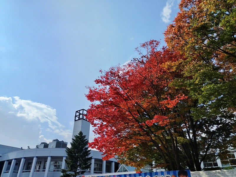 山形県総合運動公園　銀杏並木