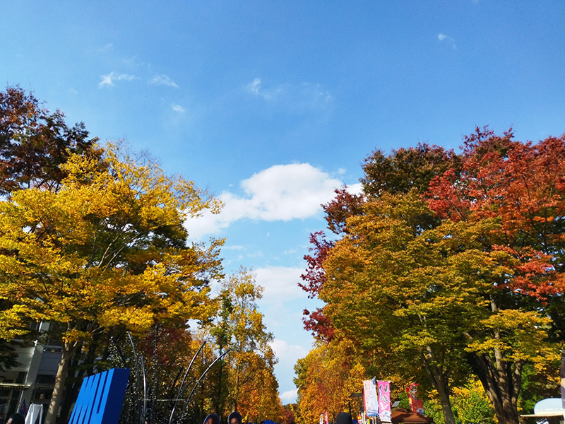 山形県総合運動公園　銀杏並木