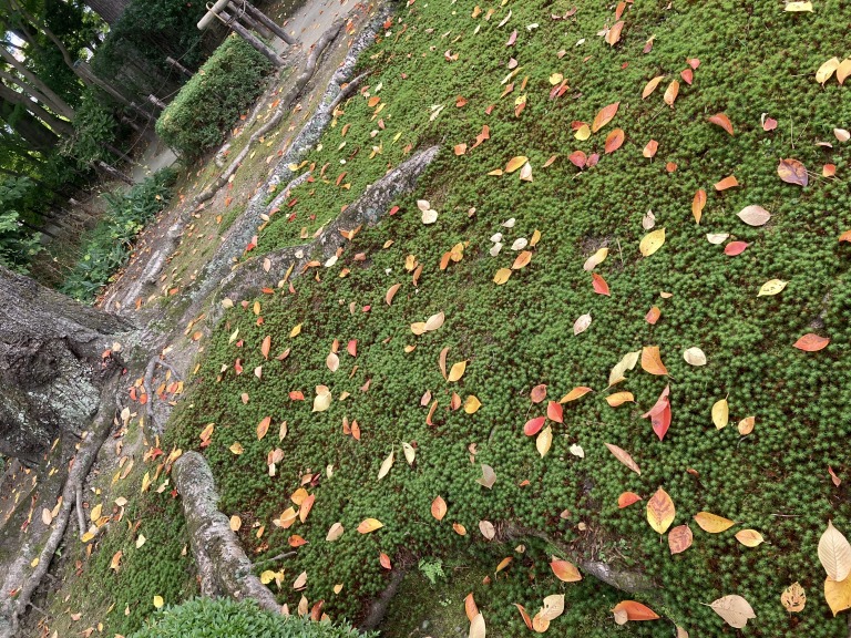 もみじ公園（宝幢寺）の紅葉