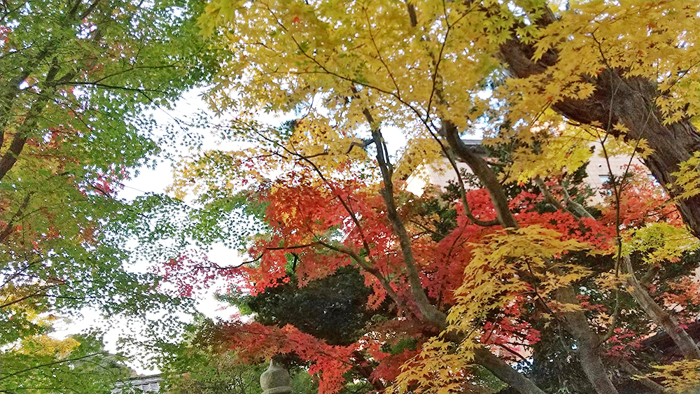 鶴岡市　丙申堂