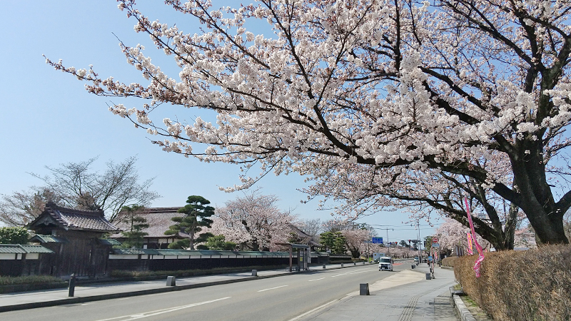 鶴岡　桜　2023