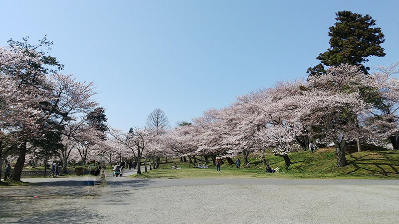 鶴岡公園　桜2023