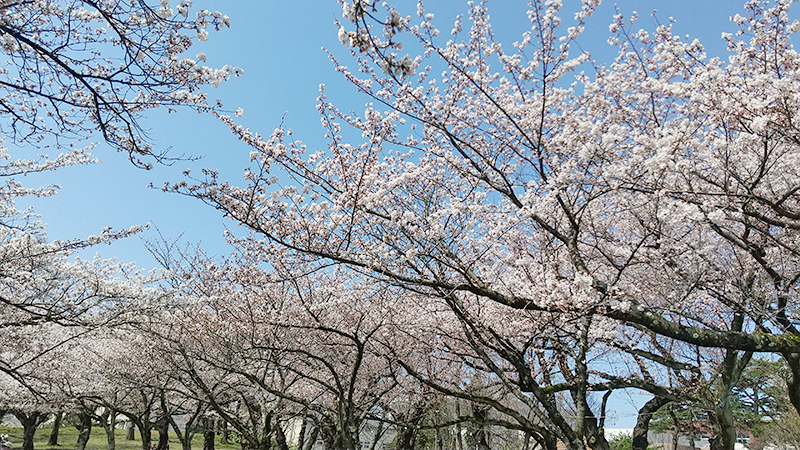 鶴岡公園　桜2023