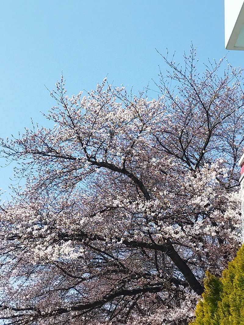 NDソフトスタジアム山形　桜