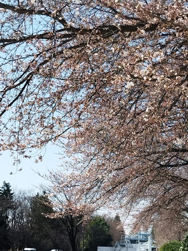 NDソフトスタジアム山形　桜