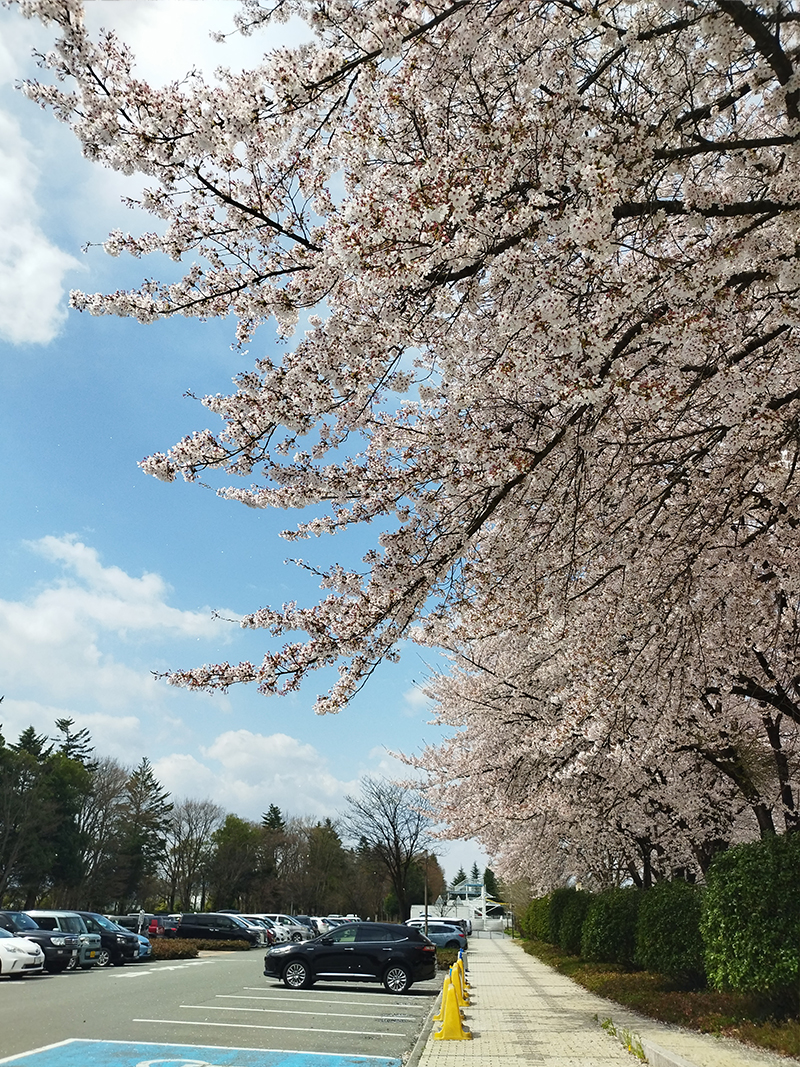 NDソフトスタジアム山形　桜