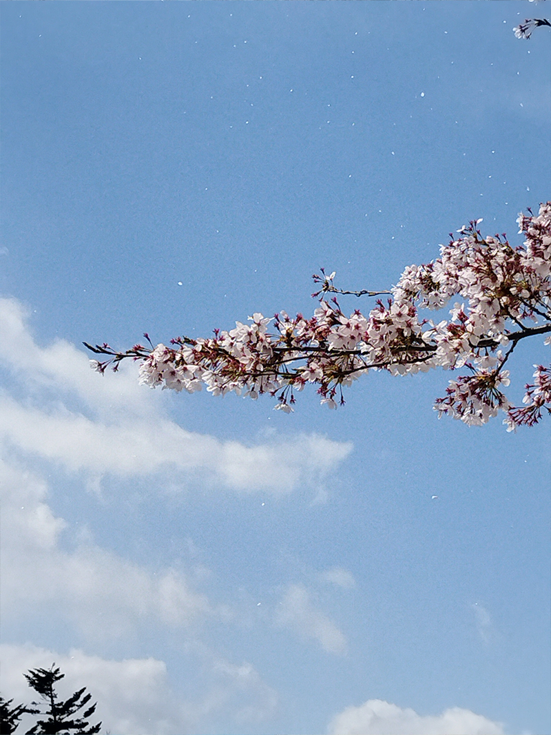 NDソフトスタジアム山形　桜