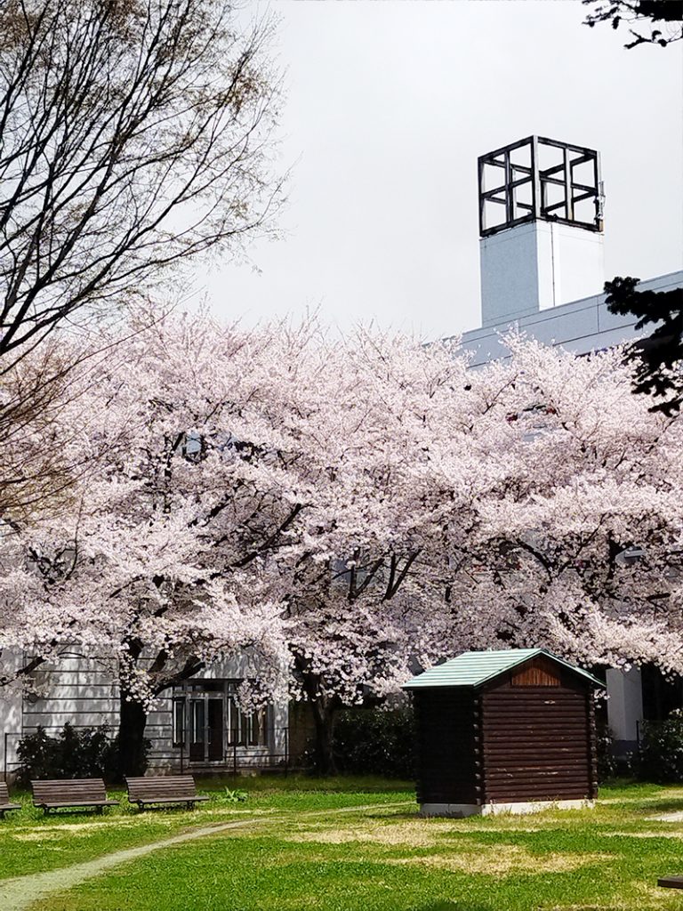 NDソフトスタジアム山形　桜