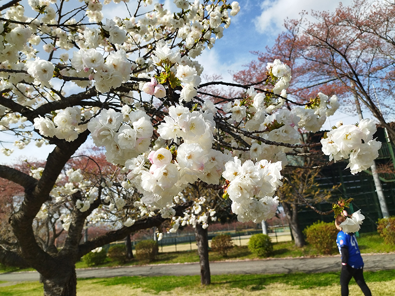 NDソフトスタジアム山形　桜