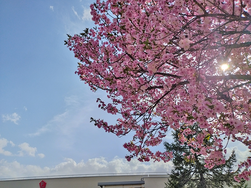 NDソフトスタジアム山形　桜