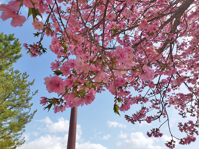 NDソフトスタジアム山形　桜