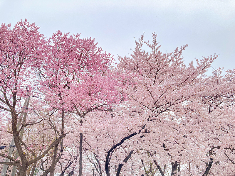 霞城公園 山形市