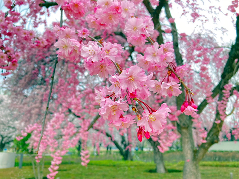 霞城公園 山形市