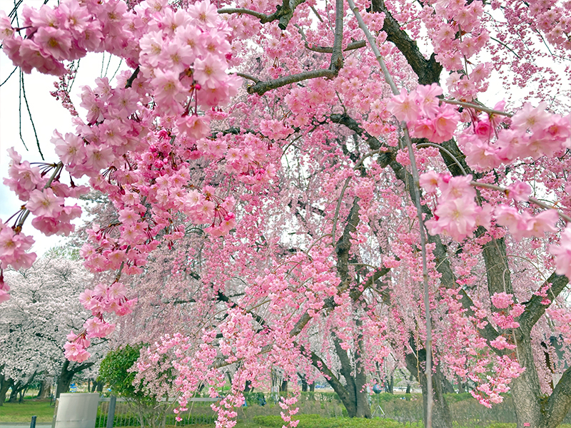 霞城公園 山形市