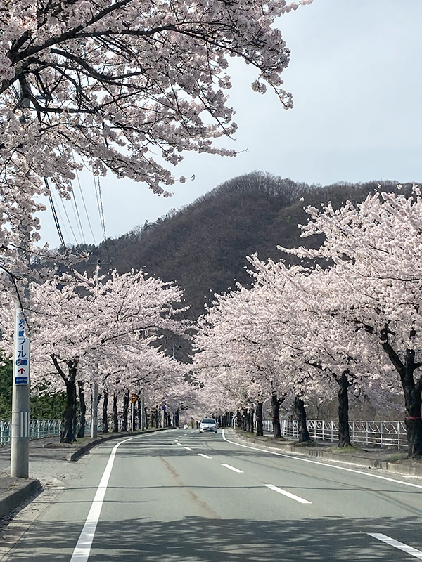 馬見ヶ崎川（山形市）　桜