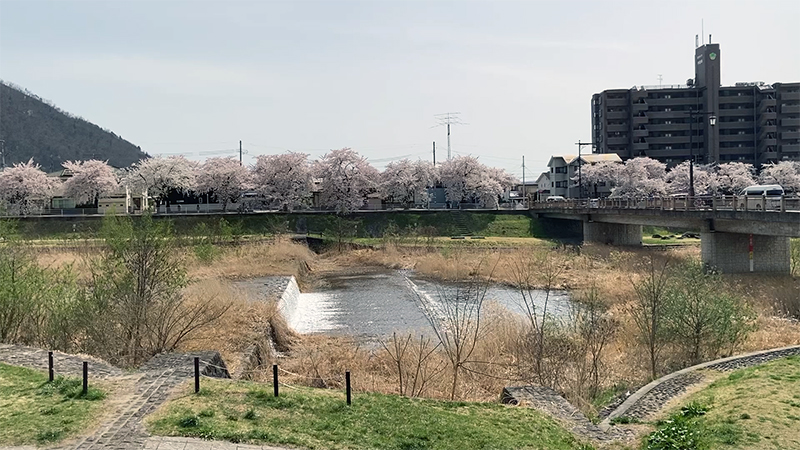 馬見ヶ崎川（山形市）　桜