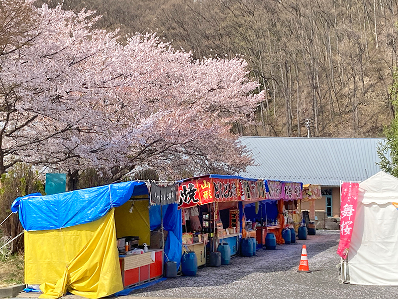 馬見ヶ崎川（山形市）　桜