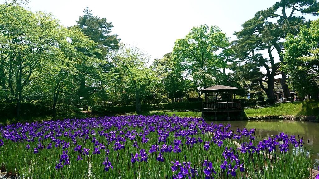 鶴岡城址公園のアヤメ園