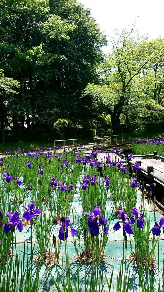 鶴岡城址公園のアヤメ園