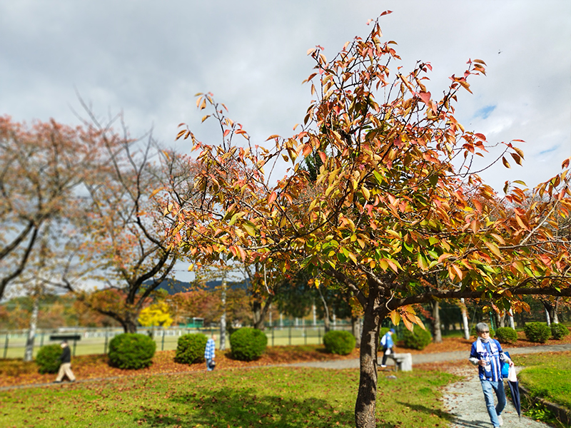 山形県総合運動公園