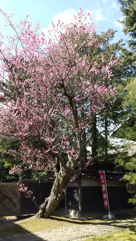 丙申堂の梅の大木