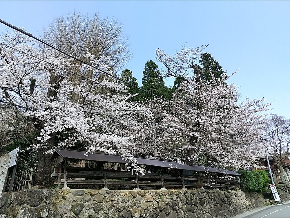 桜 山形市平泉寺