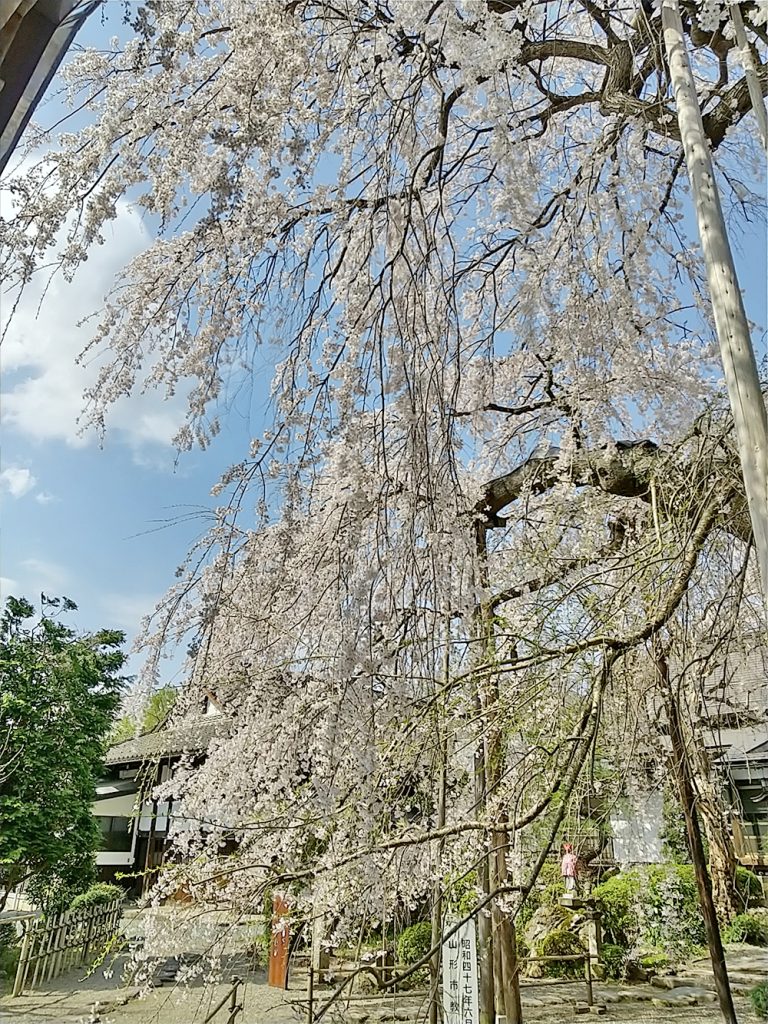 しだれ桜