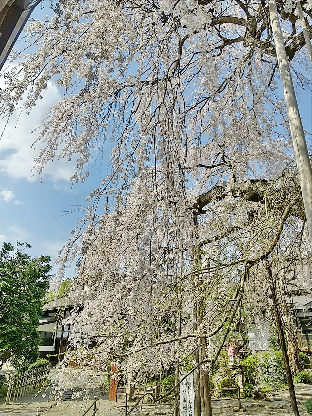 しだれ桜　山形市平泉寺