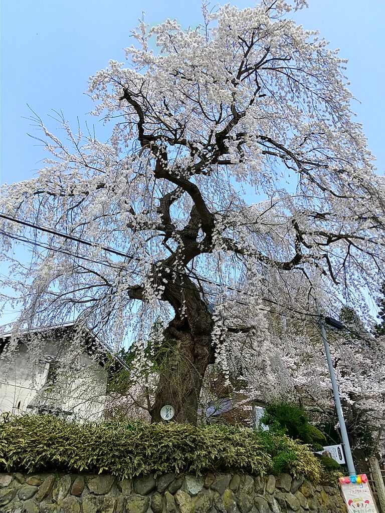 しだれ桜