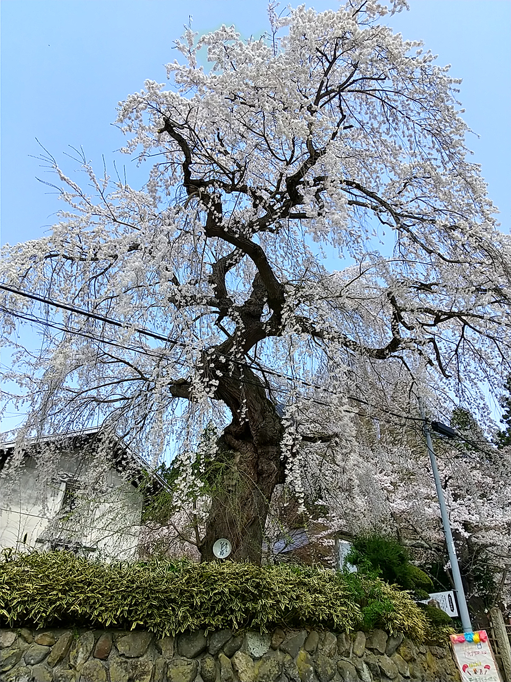 しだれ桜　山形市平泉寺
