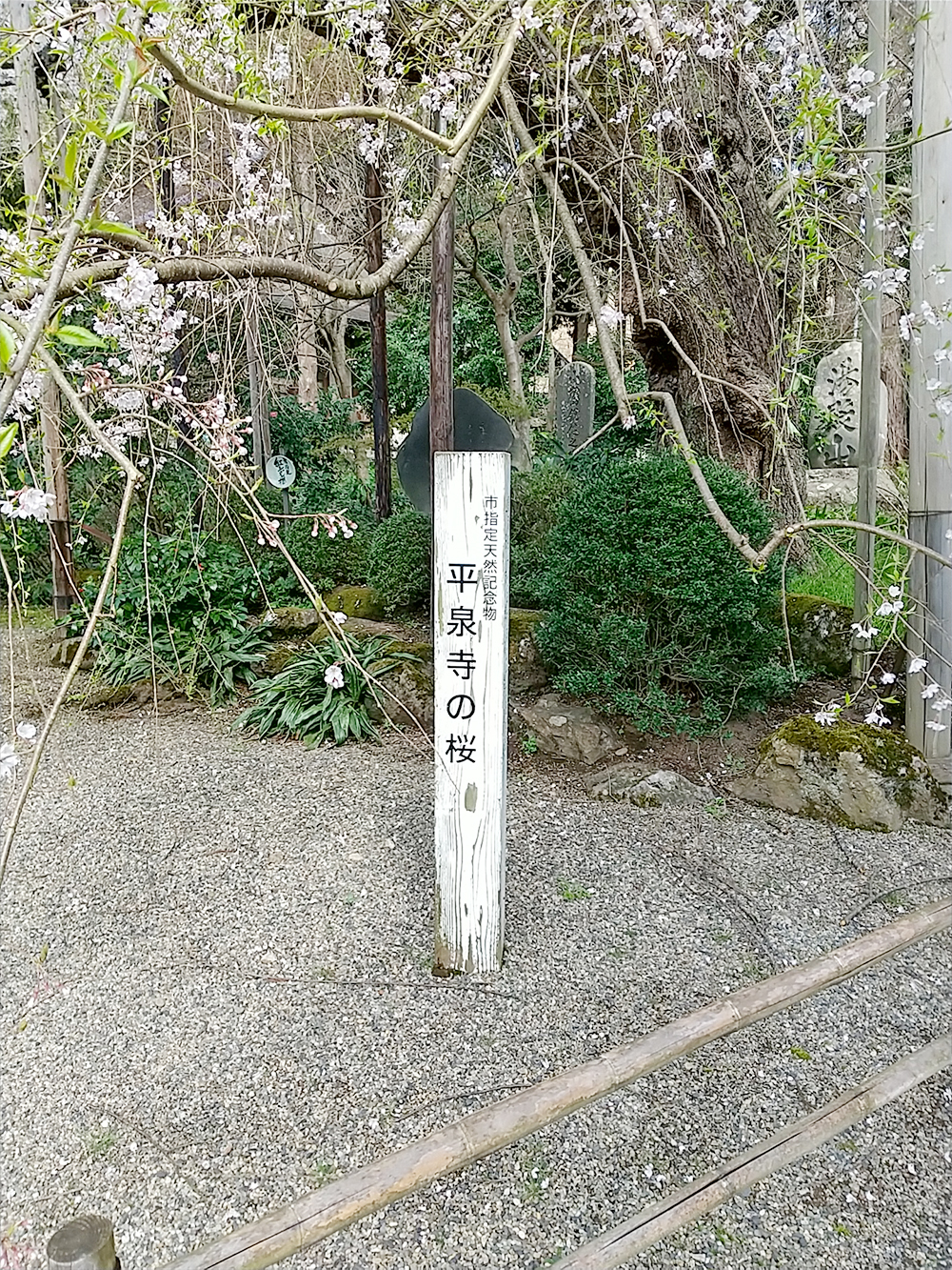 市指定天然記念物　平泉寺の桜