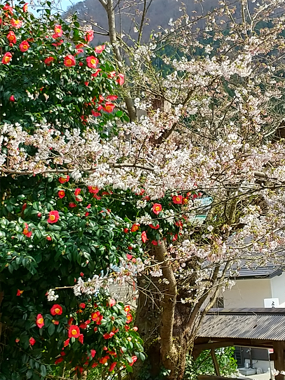 山形市平泉寺　椿と桜