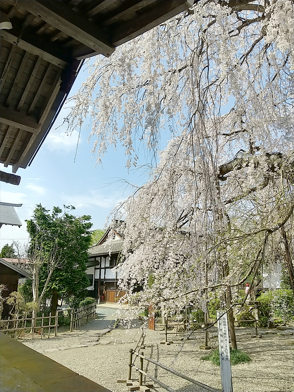 山形市平泉寺　しだれ桜