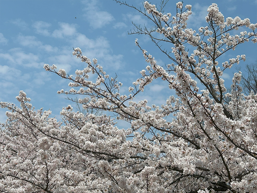 霞城公園の桜