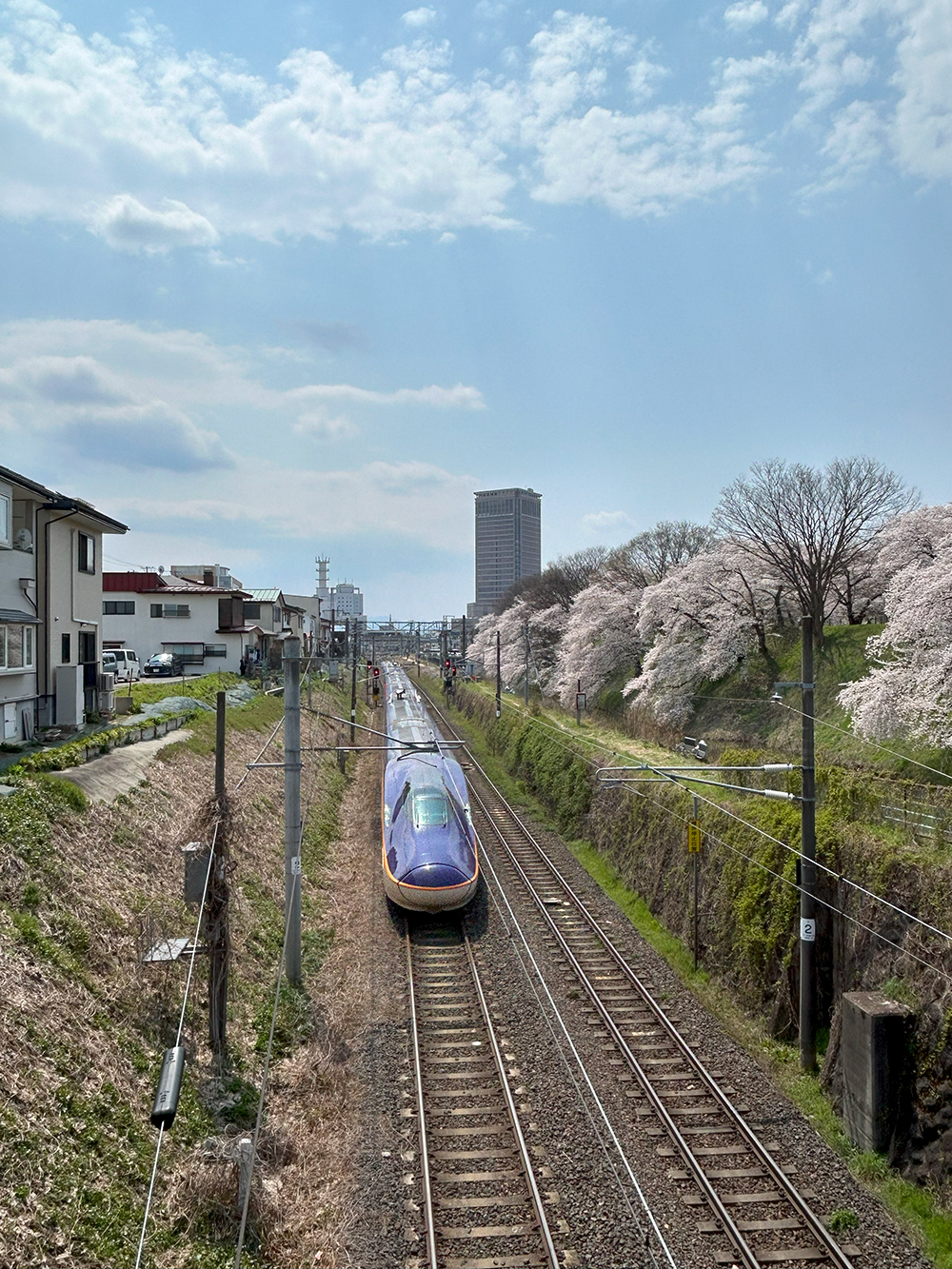 霞城公園の桜　山形市