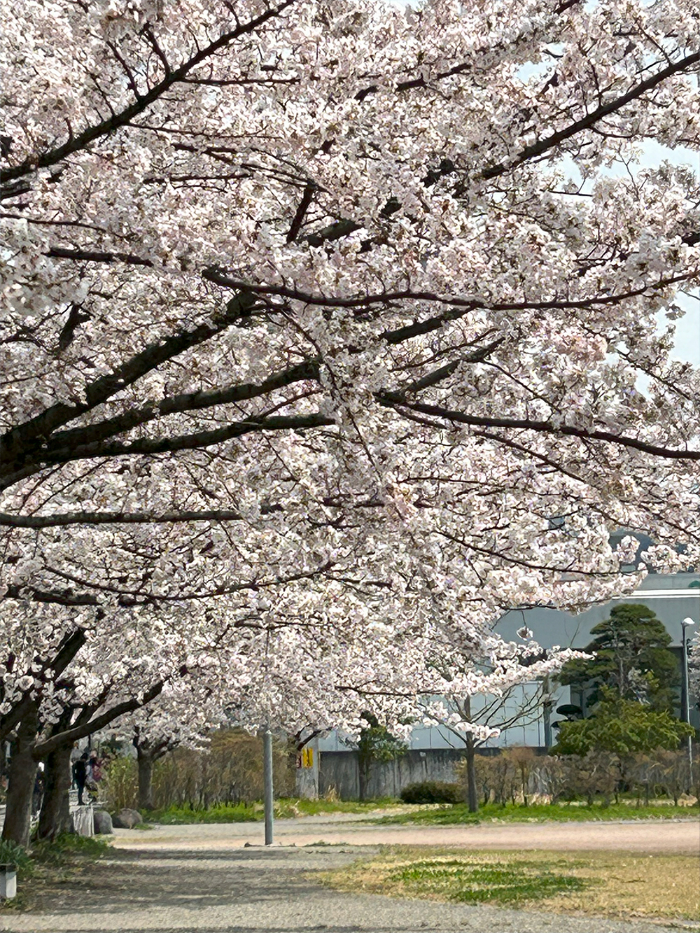 霞城公園の桜　山形市