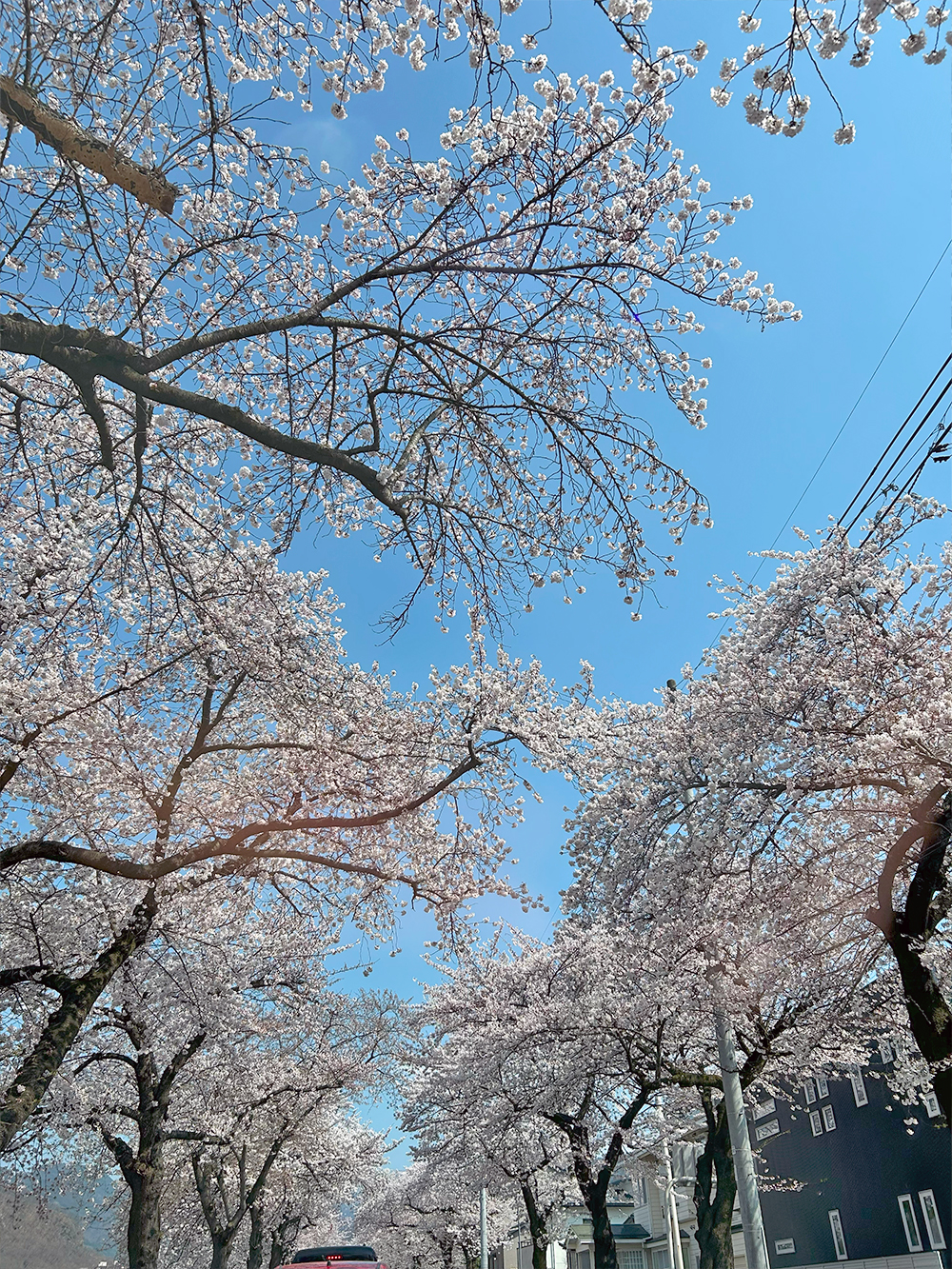 馬見ヶ崎さくらライン　山形市