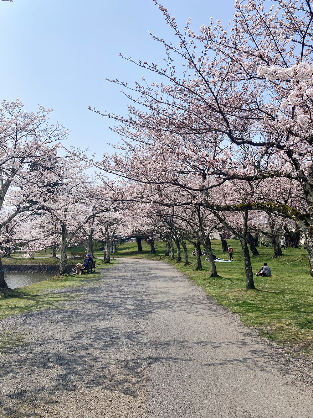 桜　鶴岡公園