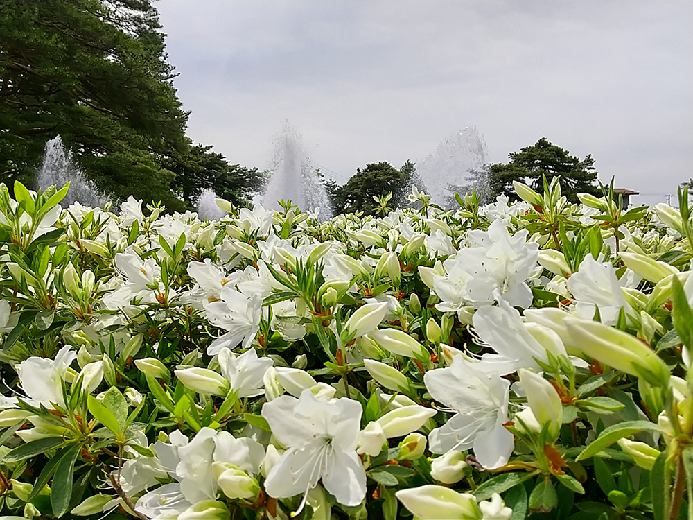 白つつじ公園　長井市