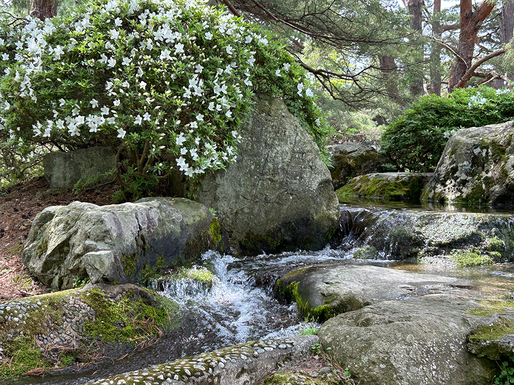 白つつじ公園　長井市