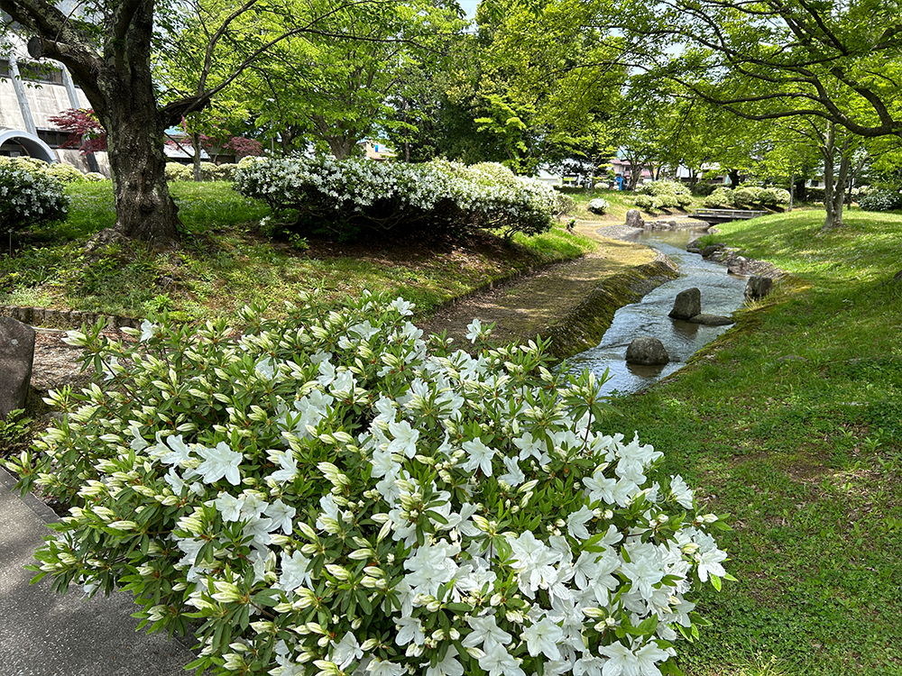 白つつじ公園　長井市