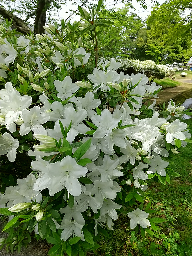 白つつじ公園　長井市