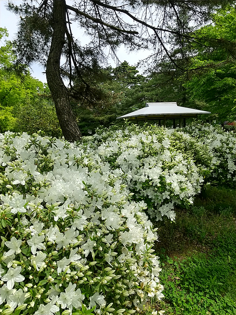 白つつじ公園　長井市
