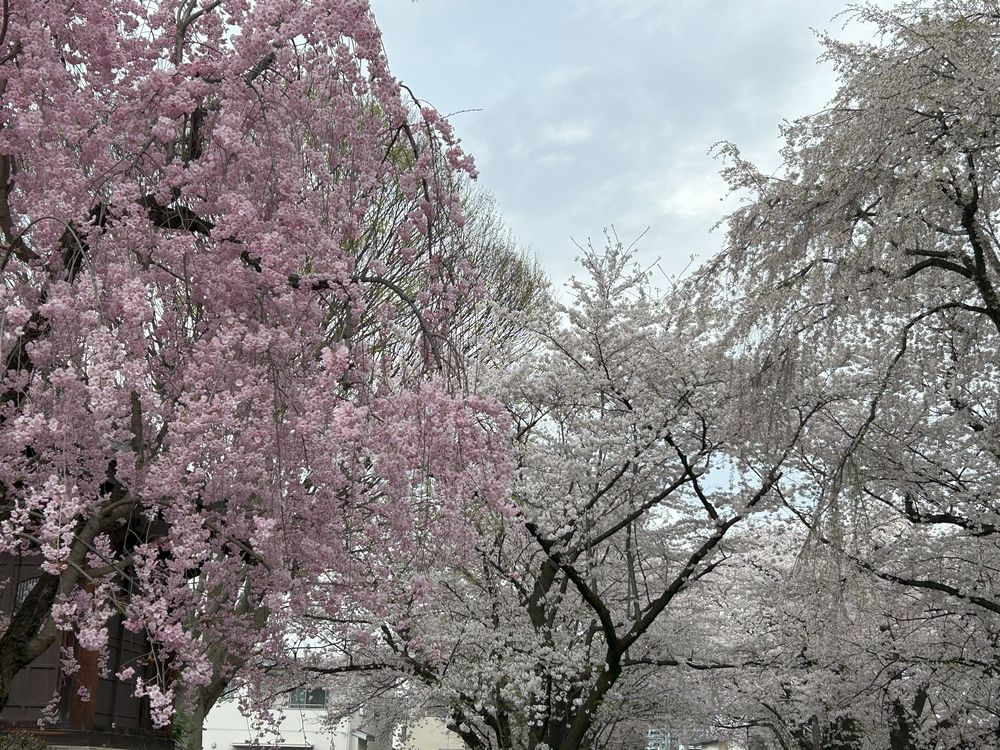 善光寺　山形市