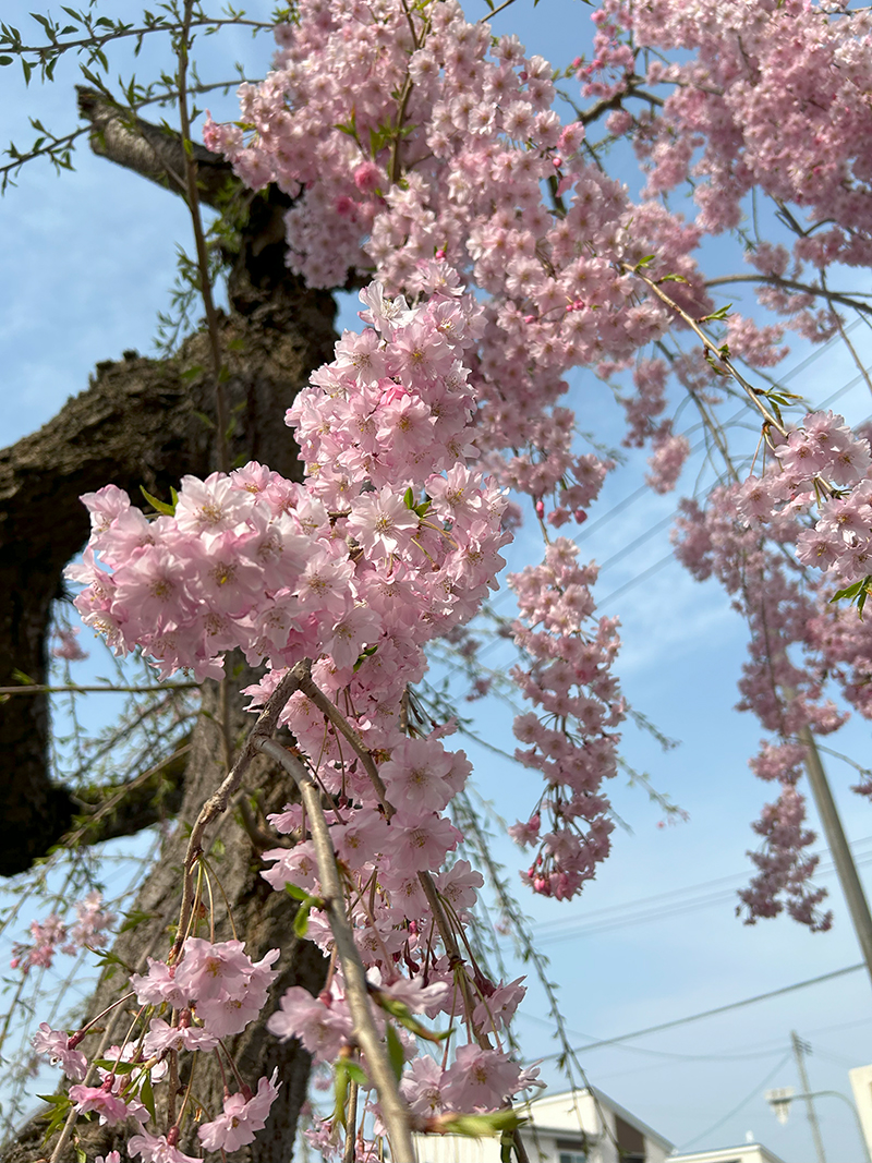 倉津川しだれ桜　天童市