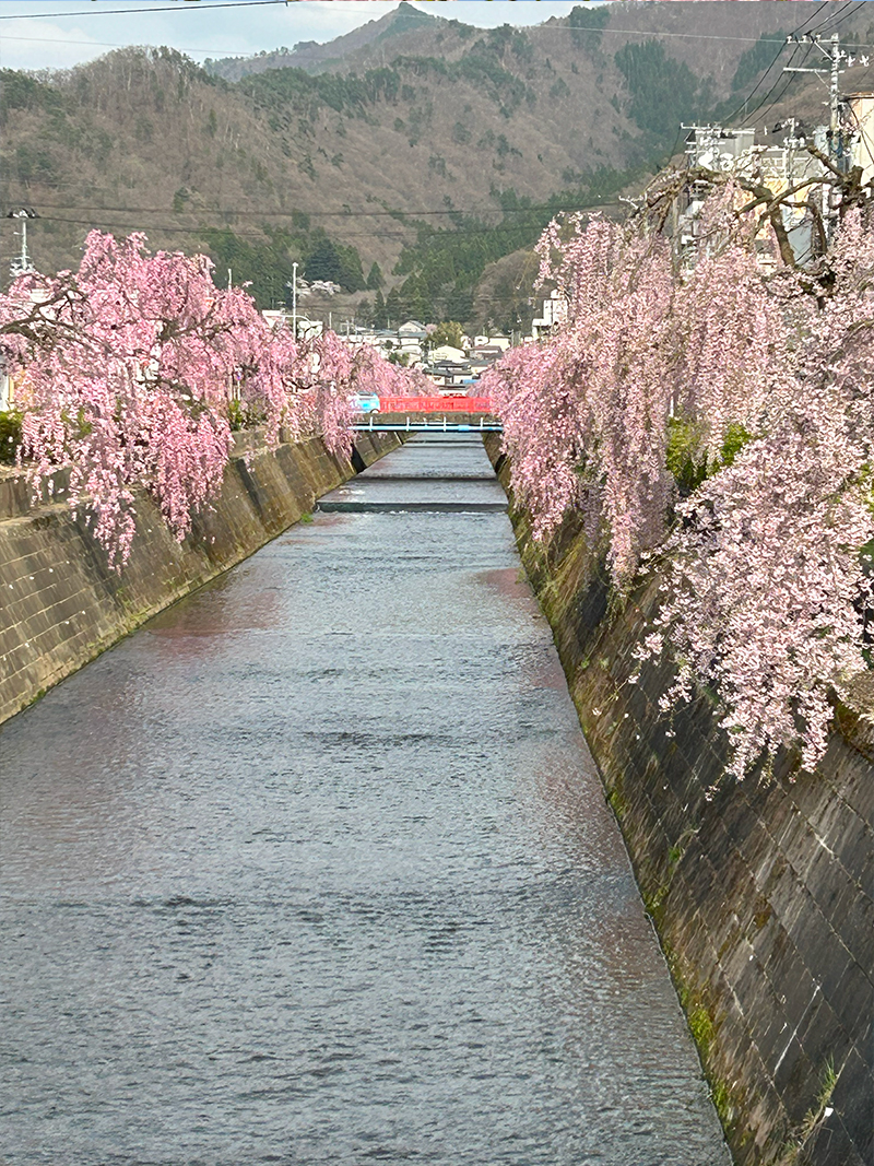 倉津川しだれ桜　天童市
