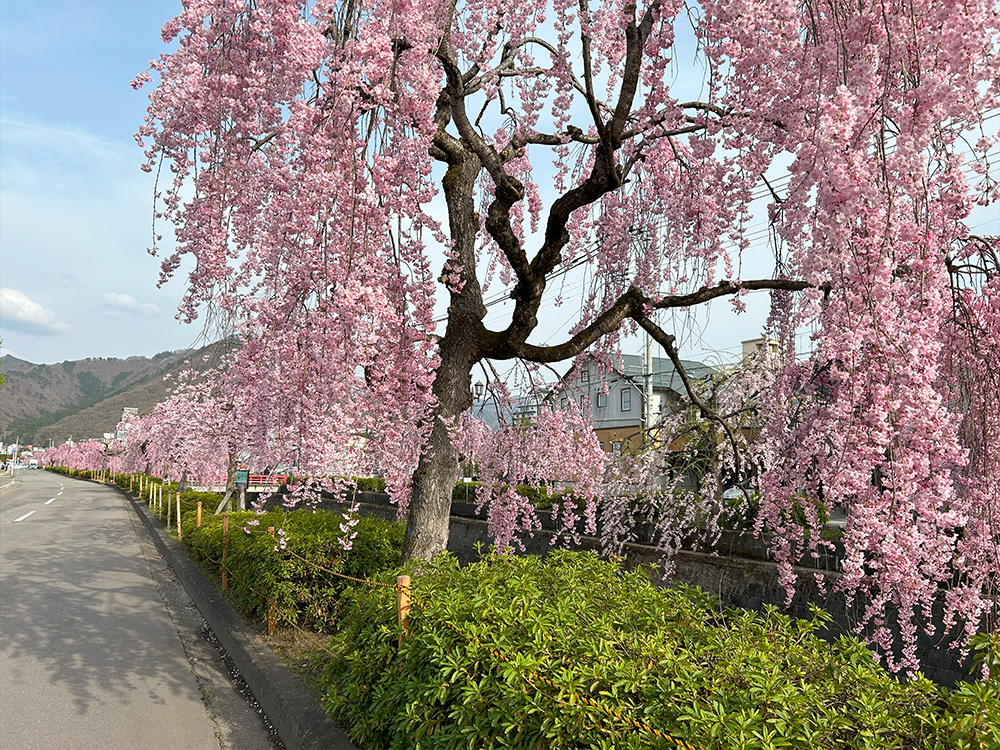 倉津川しだれ桜　天童市
