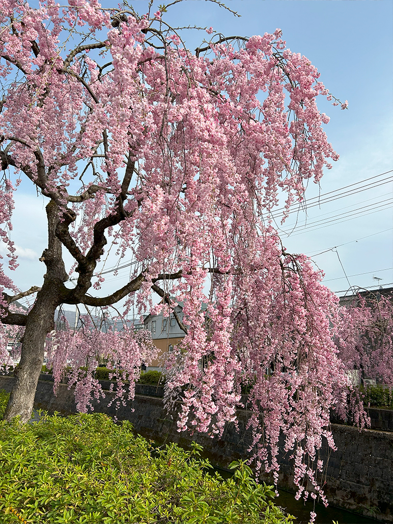 倉津川しだれ桜　天童市