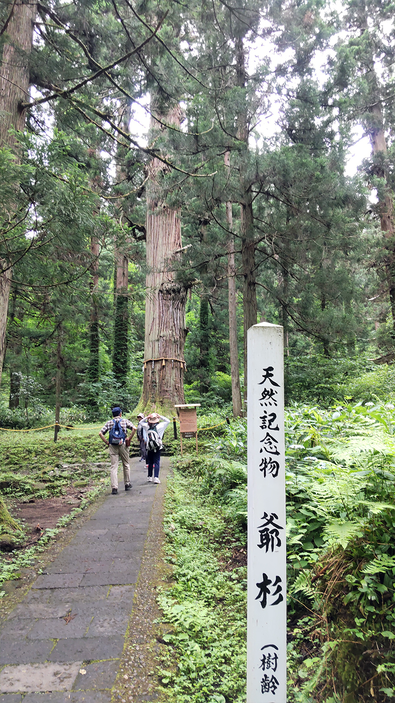 羽黒山　天然記念物　爺杉　鶴岡市